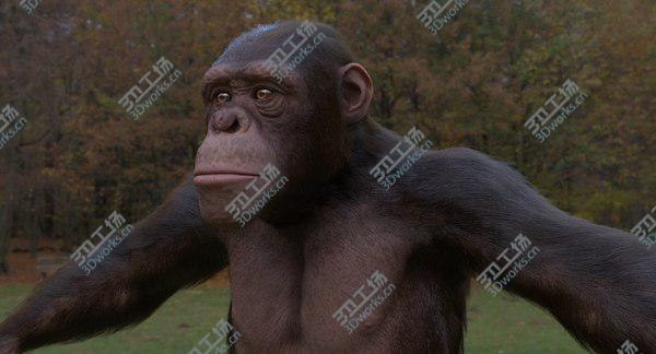 images/goods_img/20210312/Chimpanzee 3D/5.jpg